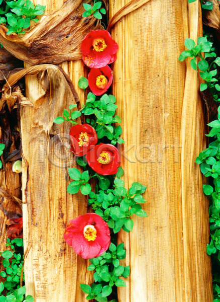 사람없음 JPG 근접촬영 포토 겨울꽃 꽃 나무기둥 동백 빨간색 식물 야외 여러송이 자연 주간 초록색