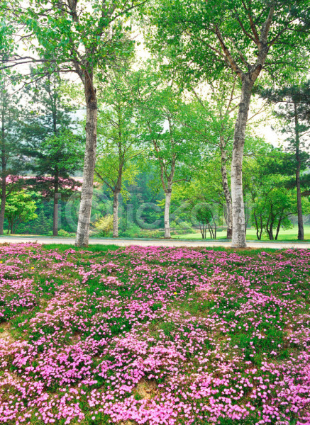 사람없음 JPG 포토 강원도 계절 공원 꽃 나무 도시 봄 분홍색 사계절 식물 야외 용평 자연 주간 초록색 풍경(경치)