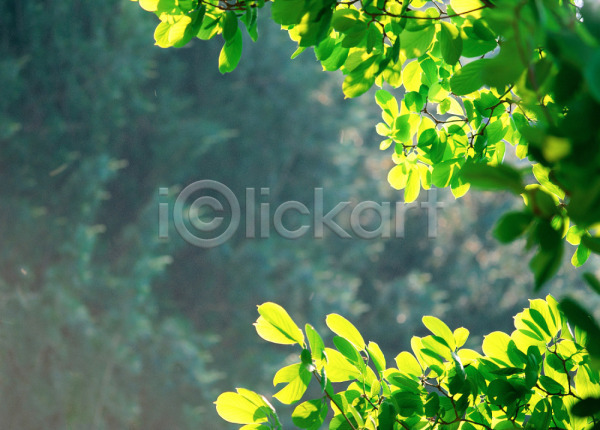 사람없음 JPG 아웃포커스 포토 나무 나뭇잎 산 식물 야외 잎 자연 주간 초록색 풍경(경치) 햇빛