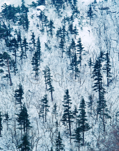 사람없음 JPG 포토 겨울 계절 나무 눈(날씨) 사계절 산 설경 설악산 설원 식물 야외 여러그루 자연 주간 풍경(경치)
