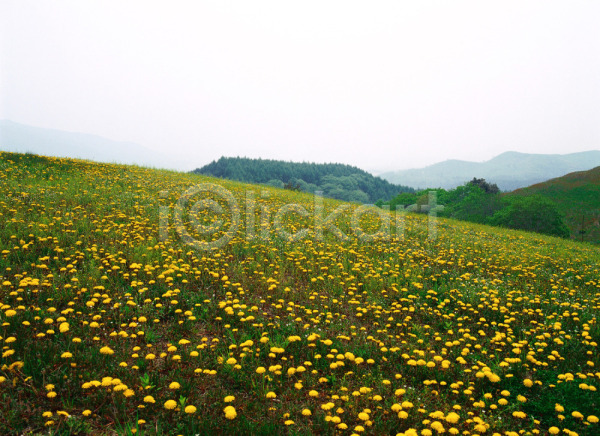 사람없음 JPG 포토 꽃 노란색 대관령 민들레 봄꽃 산 식물 야외 자연 주간 초록색 초원(자연) 풍경(경치) 하늘