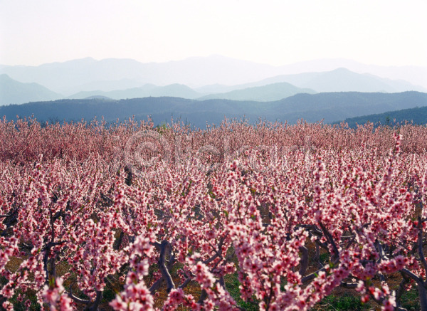 사람없음 JPG 포토 꽃 나무 복사꽃 봄꽃 분홍색 산 식물 야외 자연 주간 풍경(경치)