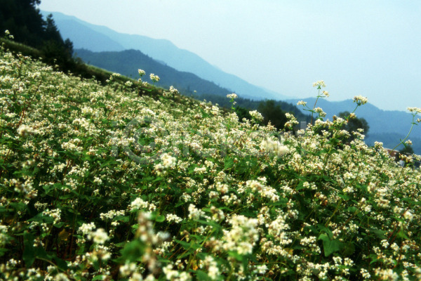 사람없음 JPG 포토 가을꽃 꽃 꽃밭 들꽃 메밀꽃 산 식물 야외 여러송이 자연 주간 초록색 풍경(경치)