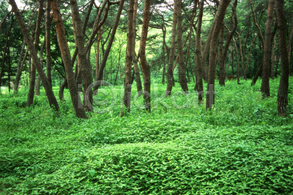 사람없음 JPG 포토 나무 산 숲 식물 야외 여러그루 자연 주간 초록색 풍경(경치)