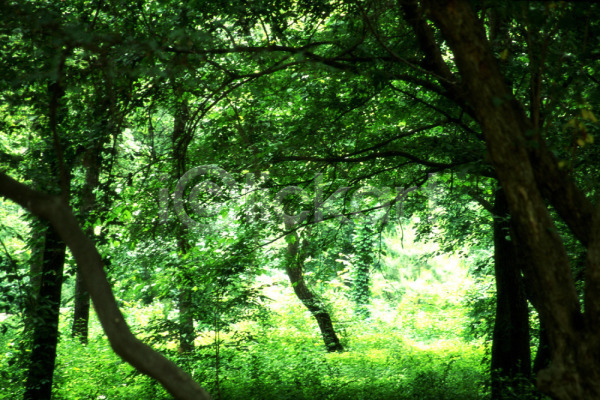 사람없음 JPG 포토 나무 산 숲 식물 야외 여러그루 자연 주간 초록색 풍경(경치)