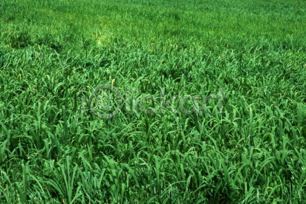 사람없음 JPG 포토 계절 사계절 식물 야외 여름(계절) 자연 잔디 주간 초록색 초원(자연) 풀(식물) 풍경(경치)