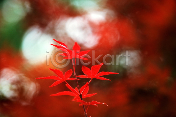 사람없음 JPG 아웃포커스 포토 가을(계절) 계절 나무 나뭇잎 단풍 단풍나무 빨간색 사계절 식물 야외 잎 자연 주간 추분 풍경(경치)