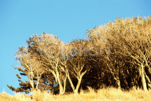 사람없음 JPG 포토 나무 식물 야외 여러그루 자연 주간 초원(자연) 풍경(경치) 하늘