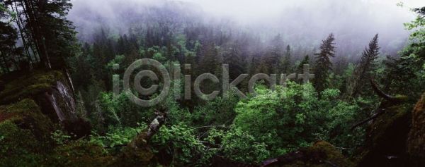 사람없음 JPG 포토 나무 백두산 산 숲 야외 여러그루 자연 주간 풍경(경치)