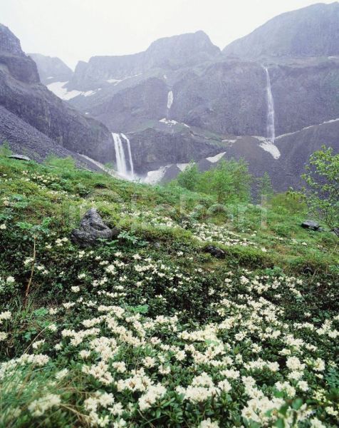 사람없음 JPG 포토 꽃 백두산 산 야외 자연 주간 풍경(경치)