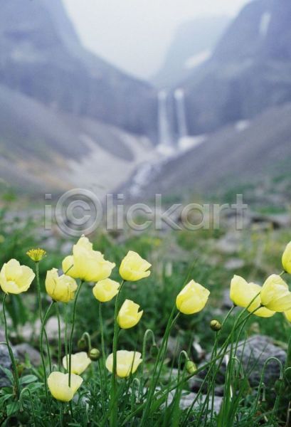 사람없음 JPG 포토 꽃 백두산 산 야외 양귀비 자연 주간 풍경(경치)