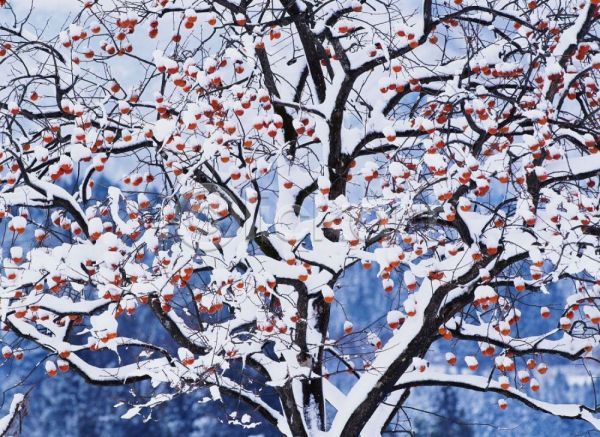 사람없음 JPG 포토 감나무 겨울 계절 과일 나무 눈(날씨) 사계절 식물 야외 자연 주간 풍경(경치)