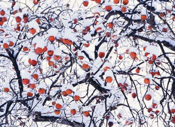 사람없음 JPG 포토 감나무 겨울 계절 과일 나무 눈(날씨) 사계절 식물 야외 자연 주간 풍경(경치)