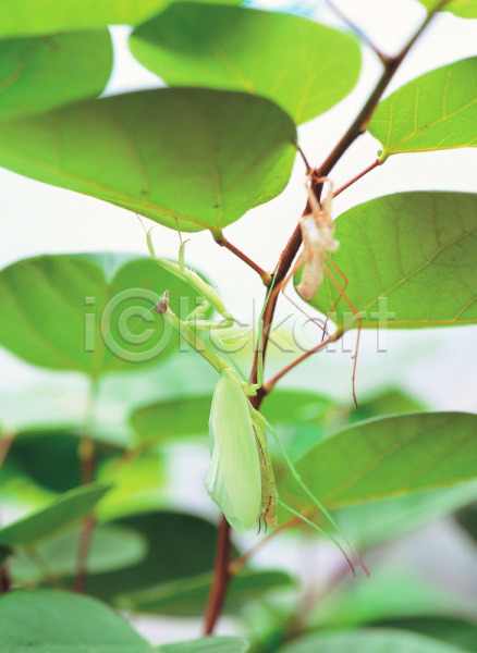 사람없음 JPG 포토 곤충 나뭇잎 동물 사마귀 식물 야외 잎 자연 절지류 주간 줄기 한마리