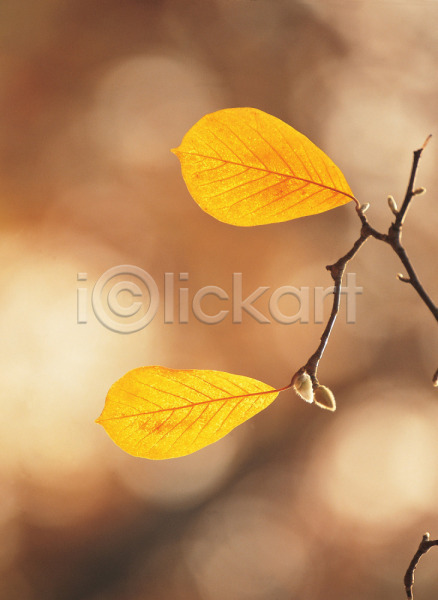 사람없음 JPG 포토 가을(계절) 나뭇가지 나뭇잎 단풍 배경화면 백그라운드 새싹 식물 야외 잎 자연 주간 풍경(경치)