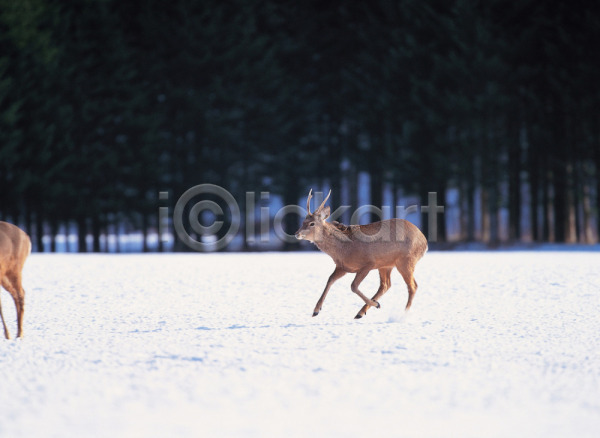 사람없음 JPG 포토 겨울 계절 나무 눈(날씨) 동물 사슴 산 숲 식물 야생동물 야외 육지동물 주간 척추동물 포유류 한마리