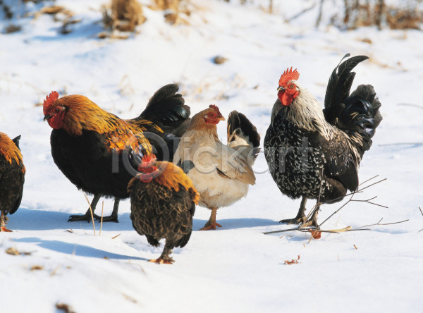 사람없음 JPG 포토 가축 겨울 계절 눈(날씨) 닭 동물 야외 여러마리 조류 주간 척추동물