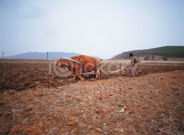 남자 남자만 남자한명만 사람 한명 JPG 포토 가축 농부 농사 농업 농촌 동물 밭 밭갈이 산업 소 시골 야외 주간 직업 풍경(경치) 하늘