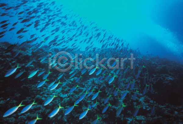 사람없음 JPG 포토 관상어 다수 동물 바다 바닷속 배경화면 백그라운드 수중사진 어류 어패류 자연 척추동물 풍경(경치) 해저