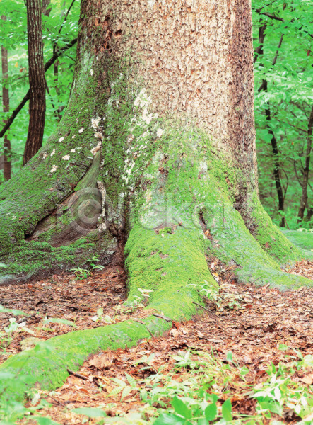 사람없음 JPG 포토 나무 나무밑둥 나뭇잎 낙엽 배경화면 백그라운드 습지 식물 야외 이끼 잎 자연 주간 풍경(경치)