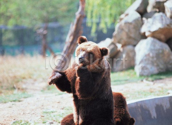 사람없음 JPG 포토 곰 돌(바위) 동물 동물원 맹수 바위(돌) 야생동물 야외 육지동물 주간 척추동물 포유류 한마리