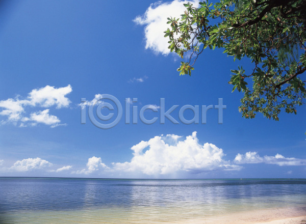 사람없음 JPG 포토 구름(자연) 나무 바다 배경화면 백그라운드 식물 야외 자연 주간 풍경(경치) 하늘 해변 휴양지