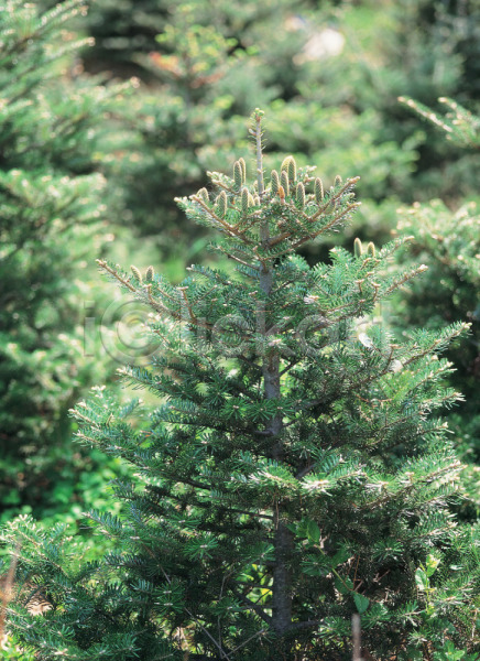 사람없음 JPG 포토 나무 백그라운드 산 소나무 숲 식물 야외 자연 주간 초록색 풍경(경치)
