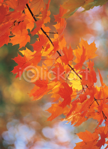 사람없음 JPG 포토 가을(계절) 계절 나무 나뭇가지 나뭇잎 단풍 단풍나무 백그라운드 사계절 식물 야외 자연 주간 풍경(경치)
