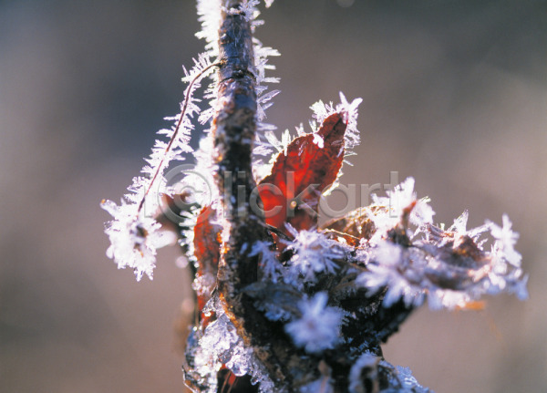 사람없음 JPG 포토 겨울 나무 나뭇가지 눈꽃 배경화면 백그라운드 새싹 식물 야외 자연현상 주간 풍경(경치)