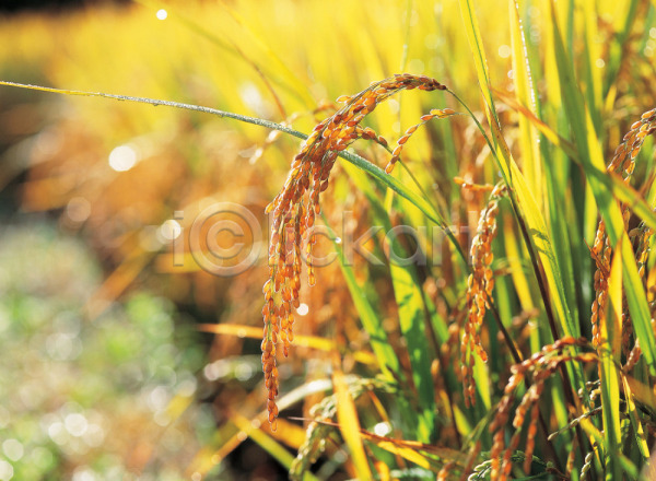 사람없음 JPG 포토 가을(계절) 계절 곡류 논 농업 배경화면 백그라운드 벼 사계절 식물 야외 열매 자연 주간 추분