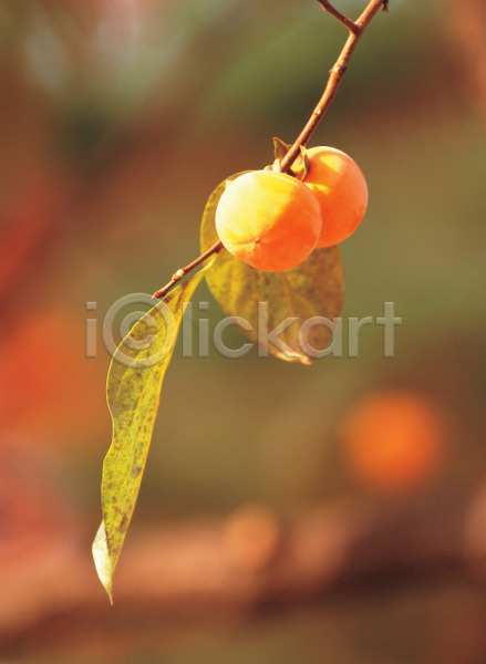 사람없음 JPG 포토 가을(계절) 감 감나무 계절 과일 나무 나뭇가지 나뭇잎 농작물 식물 야외 열매 음식 잎 주간 줄기