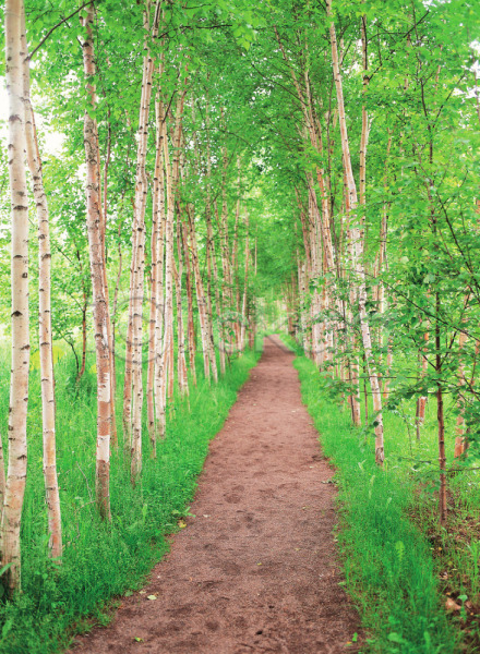 사람없음 JPG 포토 곧은길 길 나무 대서 백그라운드 산책로 숲 식물 야외 여러그루 자연 주간 풍경(경치)