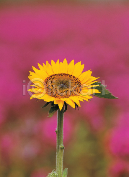 사람없음 JPG 포토 꽃 노란색 배경화면 백그라운드 식물 여름꽃 자연 줄기 풍경(경치) 한송이 해바라기