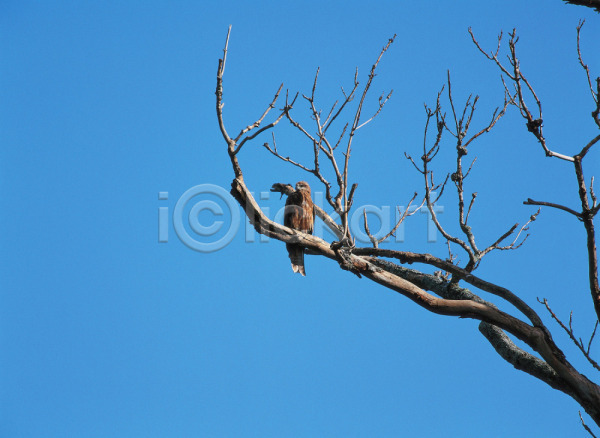 사람없음 JPG 포토 나무 나뭇가지 동물 배경화면 백그라운드 식물 야외 자연 조류 주간 척추동물 풍경(경치) 하늘 한마리