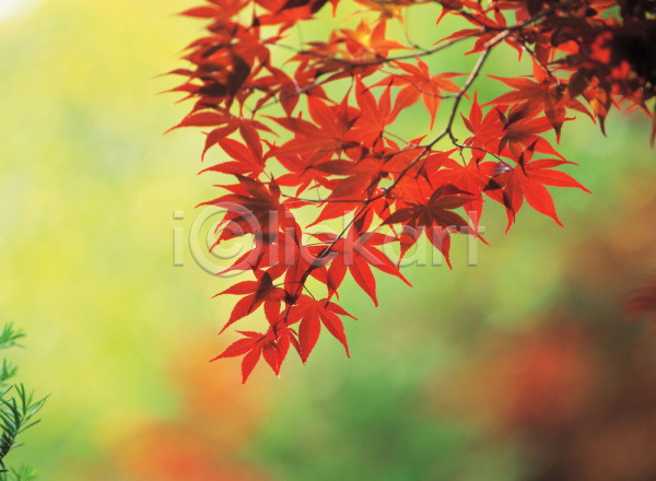 사람없음 JPG 포토 가을(계절) 계절 나무 나뭇가지 나뭇잎 단풍 단풍나무 배경화면 백그라운드 사계절 식물 야외 자연 주간 풍경(경치)