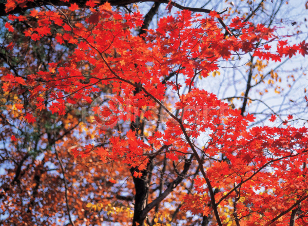 사람없음 JPG 포토 가을(계절) 계절 나무 나뭇가지 나뭇잎 단풍 단풍나무 배경화면 백그라운드 사계절 식물 야외 잎 자연 주간 풍경(경치)