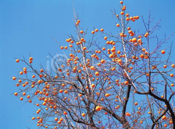 사람없음 JPG 포토 가을(계절) 감 감나무 계절 과일 나무 나뭇가지 농작물 배경화면 백그라운드 식물 야외 열매 음식 주간 풍경(경치) 하늘