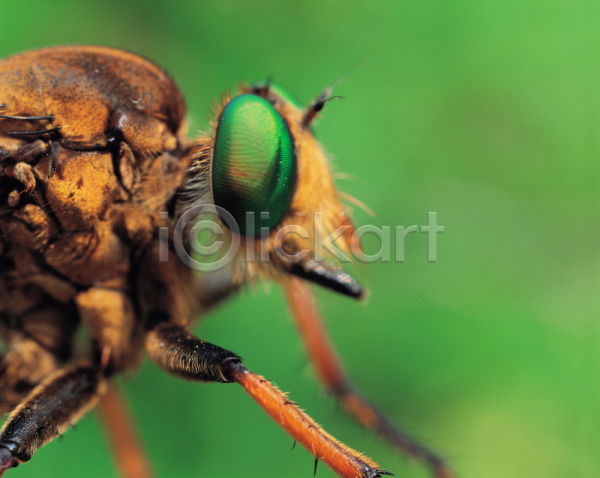사람없음 JPG 근접촬영 포토 곤충 동물 벌(곤충) 벌레 자연 절지류 주간 파리(곤충) 파리(프랑스)