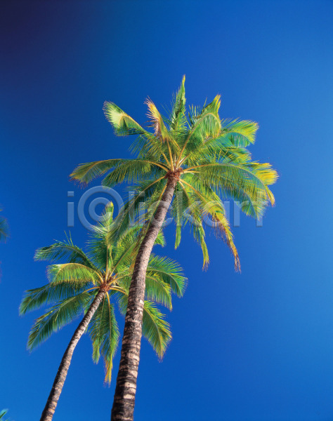 사람없음 JPG 로우앵글 포토 나무 대서 백그라운드 식물 야외 야자수 여행 열대식물 주간 풍경(경치) 하늘 휴가 휴양지