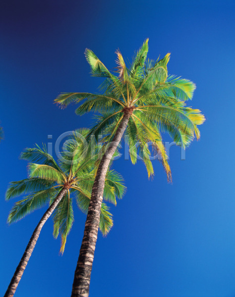 사람없음 JPG 로우앵글 포토 나무 대서 두그루 백그라운드 식물 야외 야자수 여행 열대식물 주간 풍경(경치) 하늘 휴가 휴양지