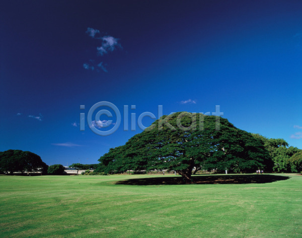 사람없음 JPG 포토 구름(자연) 나무 백그라운드 식물 야외 여러그루 자연 잔디 주간 초원(자연) 풍경(경치) 하늘