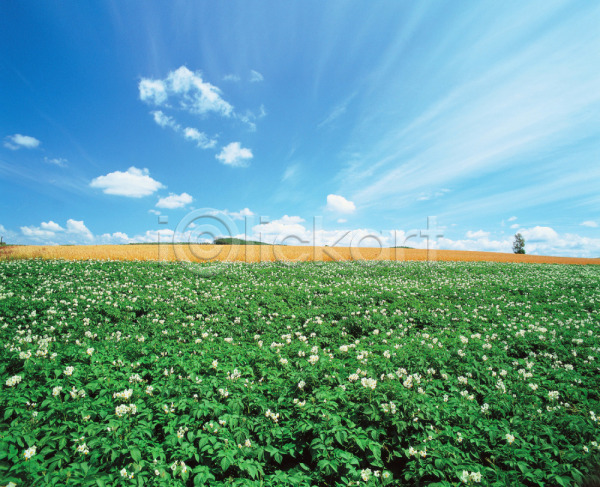 사람없음 JPG 포토 구름(자연) 꽃 꽃밭 배경화면 백그라운드 식물 야외 자연 주간 초원(자연) 풍경(경치) 하늘