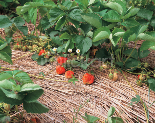 사람없음 JPG 포토 과일 꽃 농작물 딸기 볏짚 식물 야외 열매 음식 잎 주간