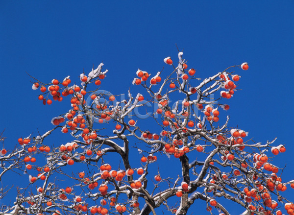 사람없음 JPG 포토 감 감나무 겨울 계절 과일 나무 나뭇가지 눈(날씨) 배경화면 백그라운드 사계절 서리 식물 야외 열매 입동 자연 주간 풍경(경치) 하늘