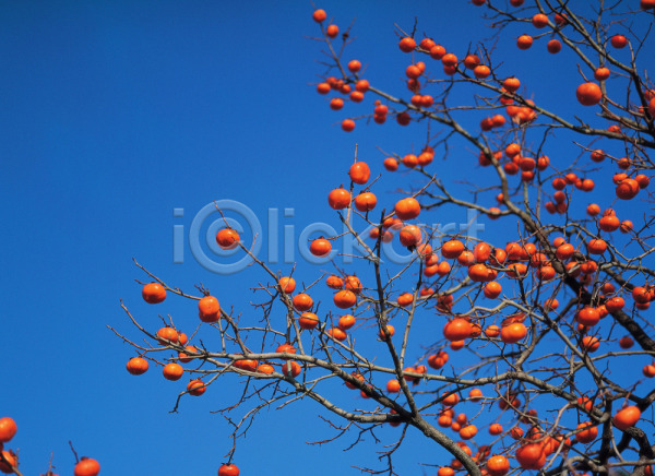 사람없음 JPG 포토 가을(계절) 감 감나무 계절 과일 나무 나뭇가지 농작물 백그라운드 식물 야외 음식 주간 풍경(경치)