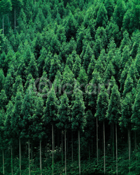 사람없음 JPG 포토 나무 백그라운드 산 숲 식물 야외 여러그루 자연 주간 풍경(경치)