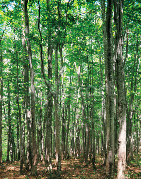 사람없음 JPG 포토 나무 백그라운드 숲 식물 야외 여러그루 자연 주간 풍경(경치)