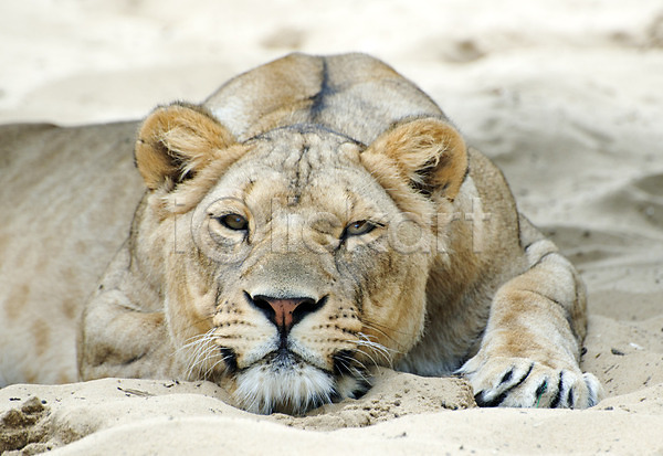 위험 사람없음 여자 JPG 포토 해외이미지 고양이 눕기 동물 모래 사자 아프리카 암사자 야생동물 야외 육식동물 자연 포유류 해외202004