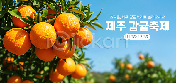 신선 체험 JPG 편집이미지 과일 귤 농업 농장 수확 여름 여행 이미지편집 자연 제주감귤 제주도 축제