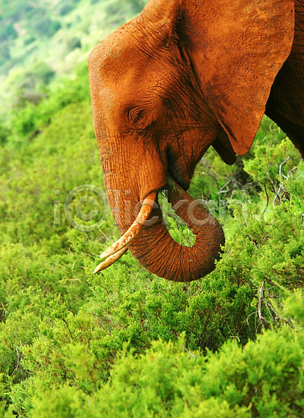 보호 사람없음 JPG 포토 해외이미지 계절 동물 사바나 사파리 생물 서식지 숲 아프리카 야생동물 야외 여름(계절) 자연 장면 초식동물 케냐 코끼리 큼 해외202004 황무지